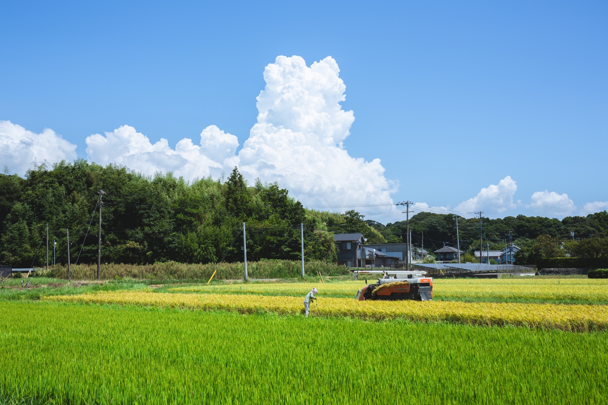 掛川土方地区、8月の稲刈りスタート